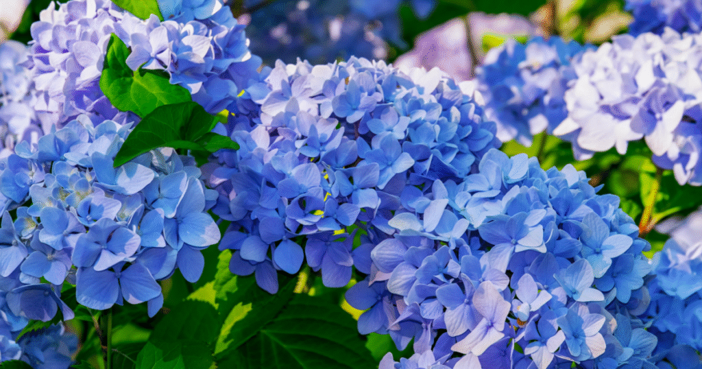 青紫の紫陽花。