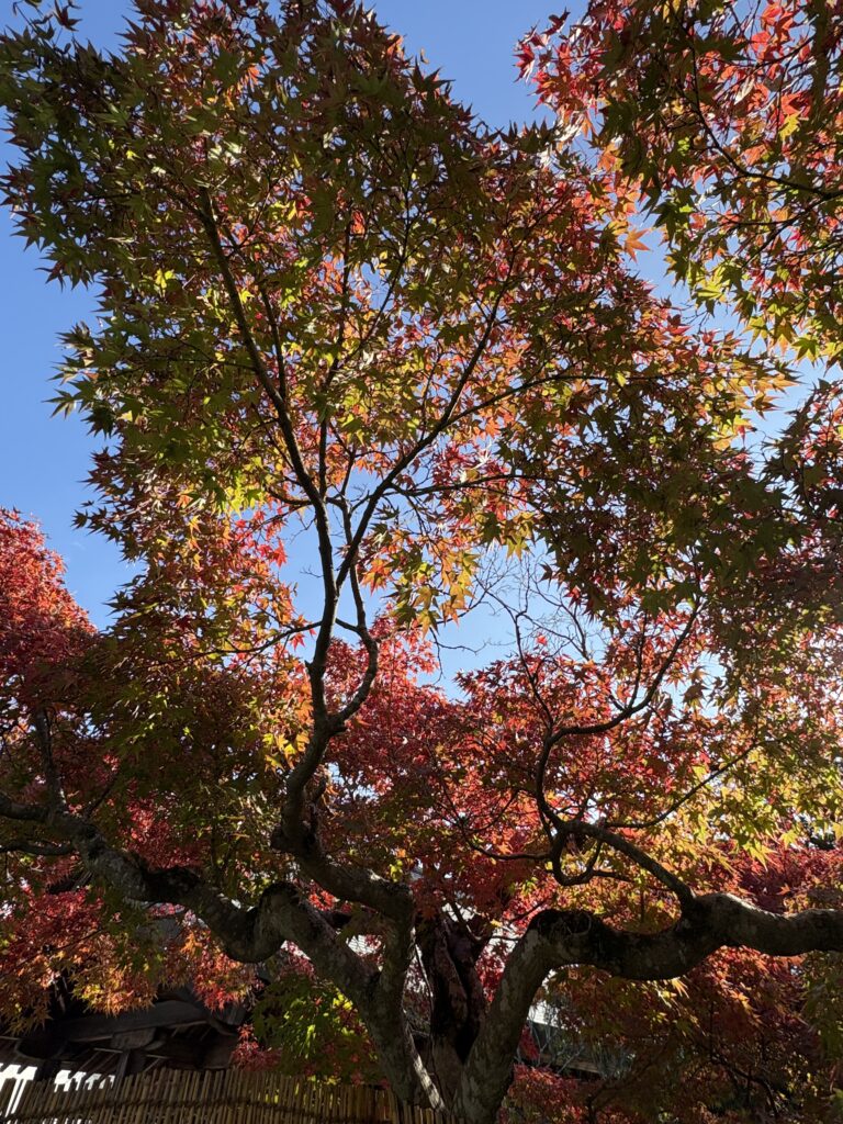 宗像大社の楓の紅葉