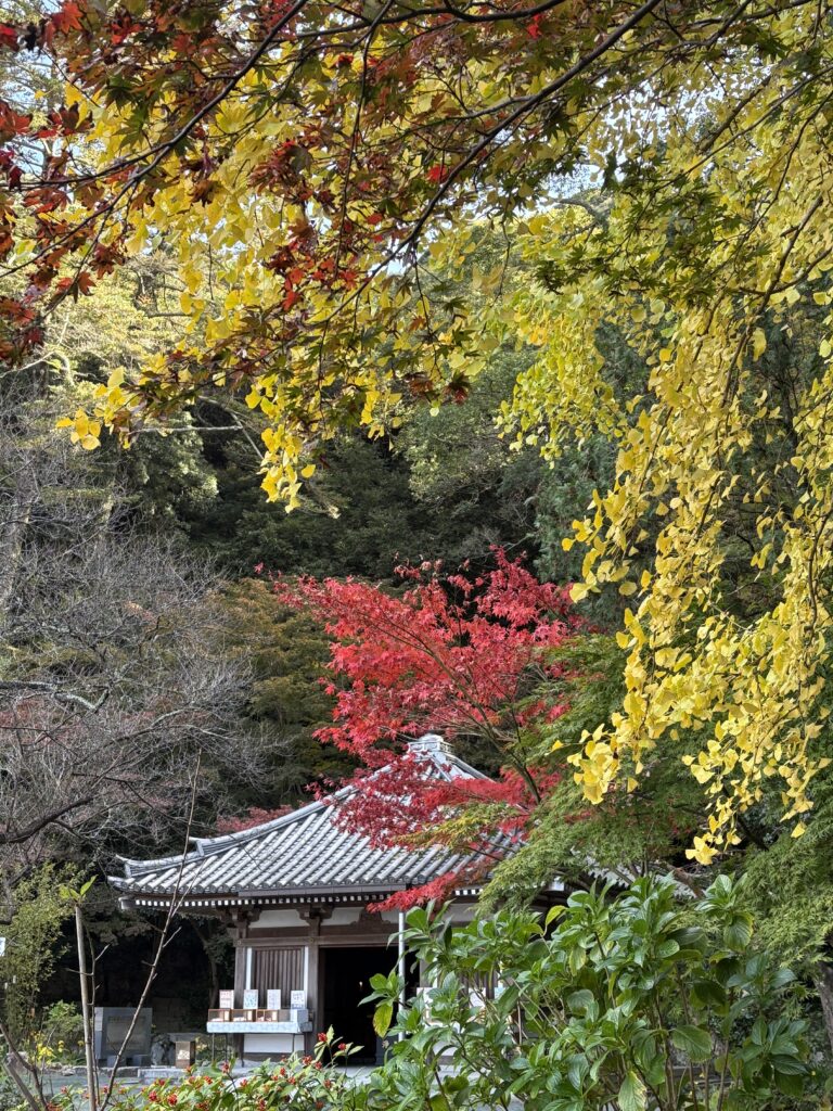 福津・宗像の紅葉ドライブ2025｜宮地嶽神社・宗像大社など秋の絶景