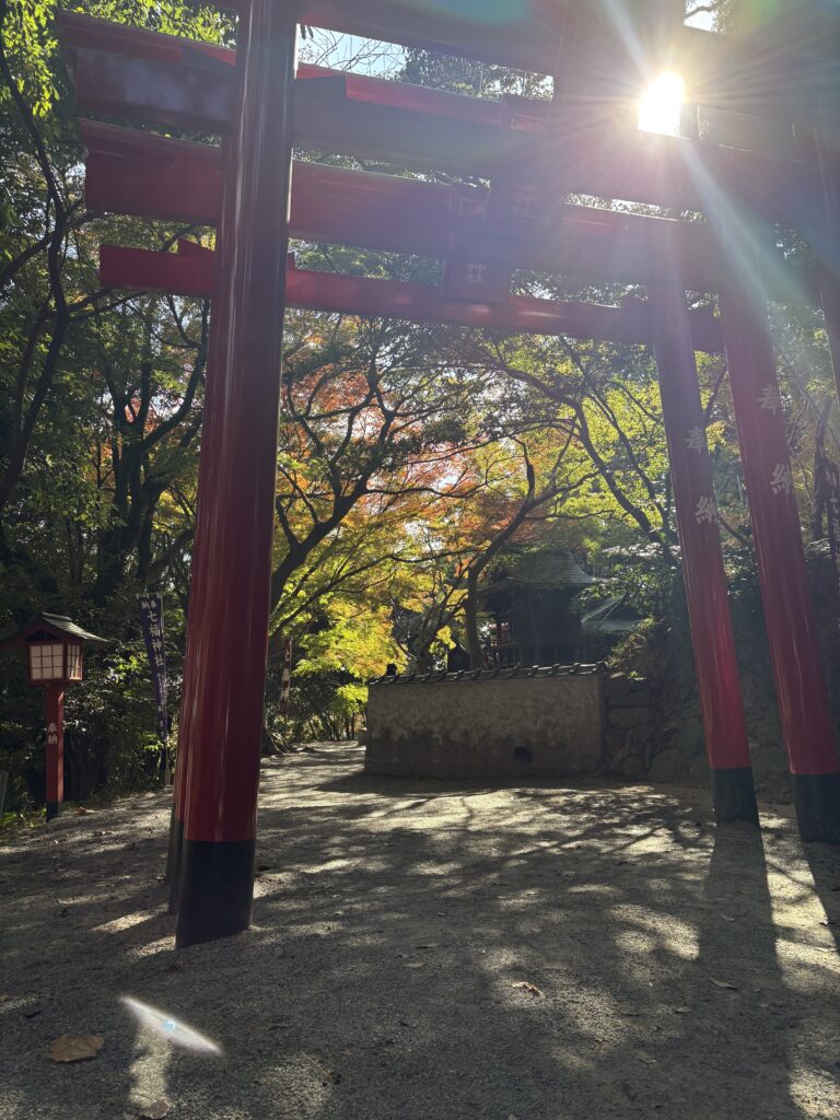宮地嶽神社の赤い鳥居。朝日が差し込み、周囲の紅葉が鮮やかに映える様子
