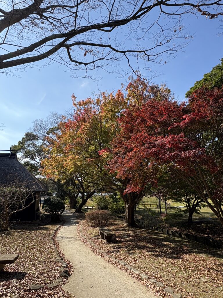 宮地嶽神社・奥の広場にある紅葉。色づいた木々が広がる秋の風景