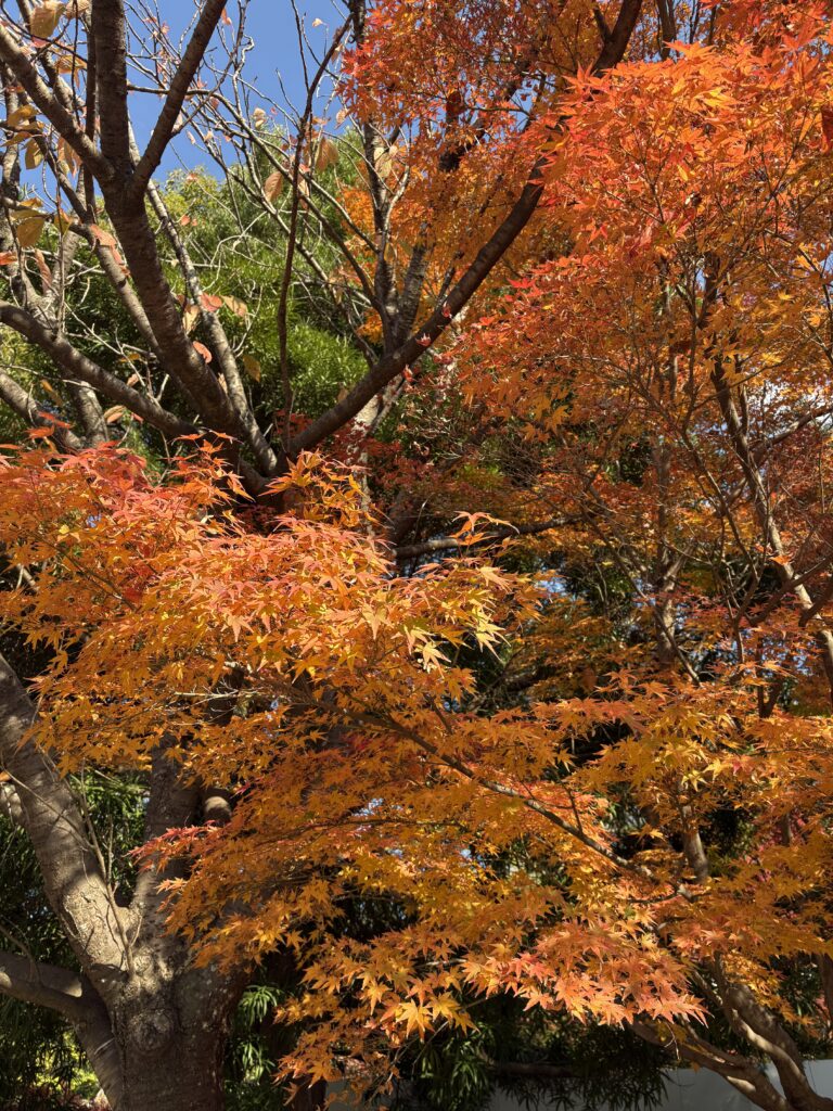 福岡城跡地にある紅葉風景