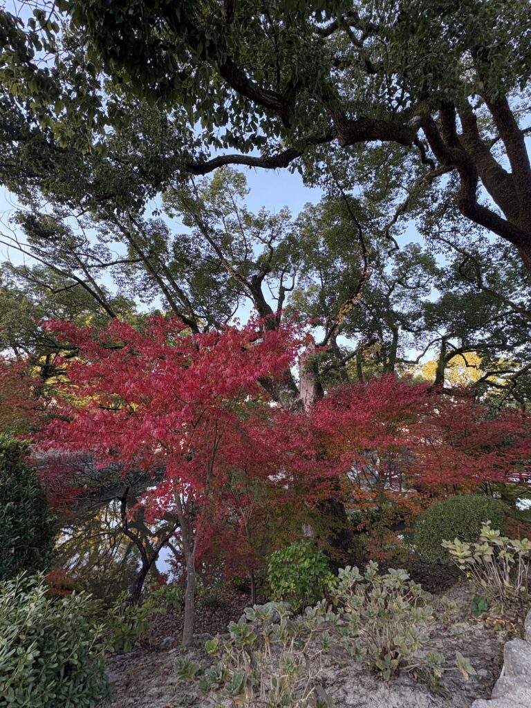 太宰府天満宮の心字池では、赤く色づいた紅葉と、
まだ緑を残す木々が混ざり合い、とても美しい風景が広がっています。