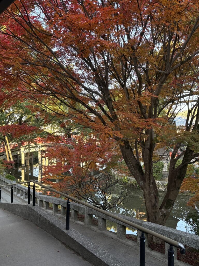 太宰府天満宮の赤く色づく紅葉その後ろに太鼓橋が映る。