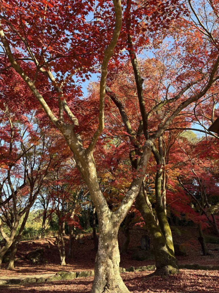 竈門神社の境内に広がる紅葉の森。赤やオレンジの葉が一面に色づき、木漏れ日が差し込む秋の景色。